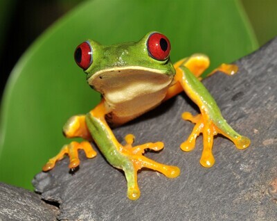 Costa Rica