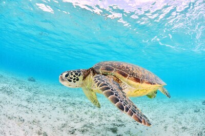 Belize 4Kids