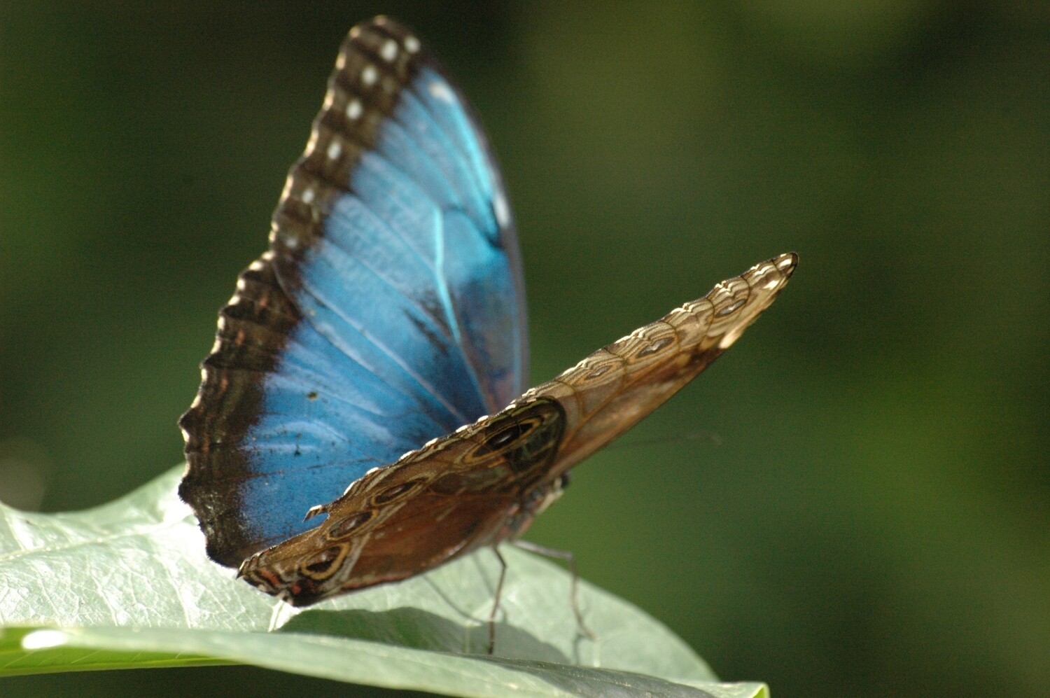 Costa Rica de Primera