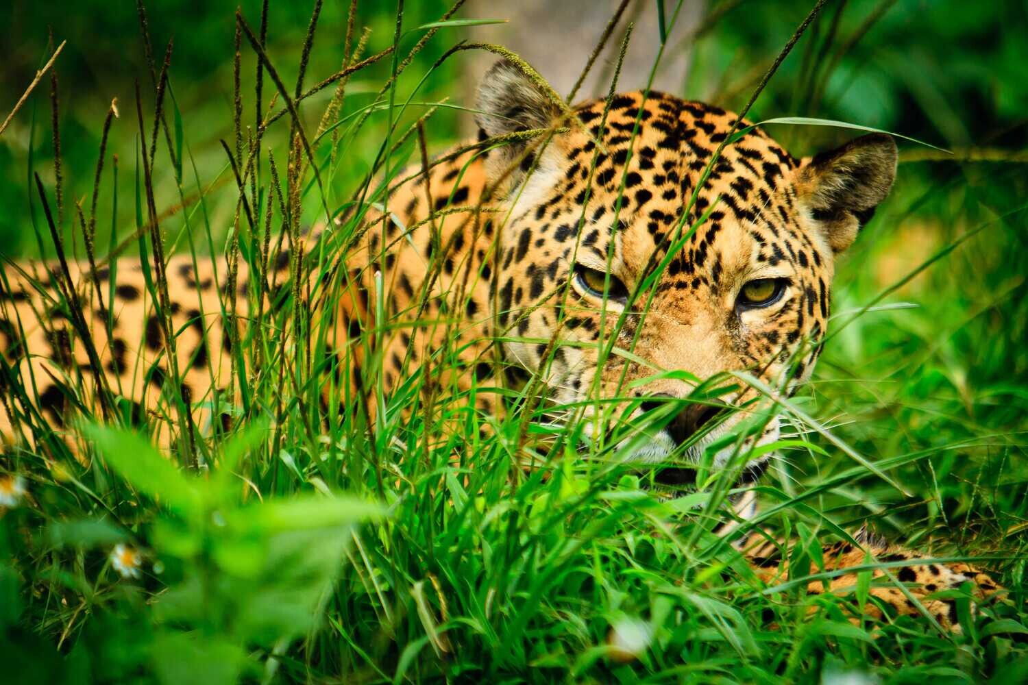 Costa Rica, Magie du Costa Rica