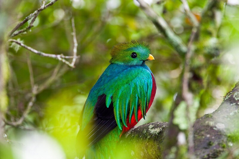 Costa Rica in Eco-Lodges (vluchten niet inbegrepen !)