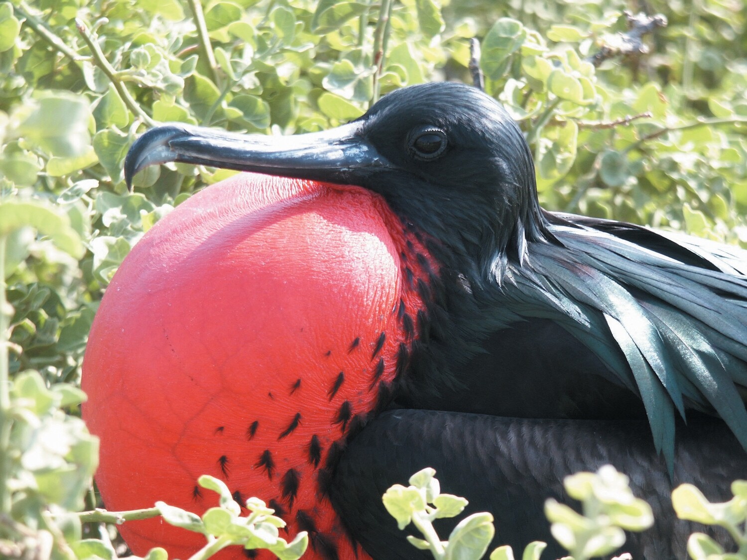 Equateur, Hola Ecuador &amp; Galapagos