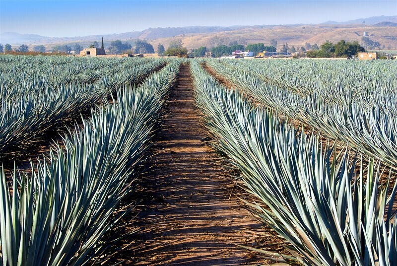 Mexique, Tequila Express