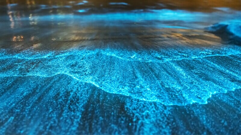 Observeer de bioluminescentie in Costa Rica