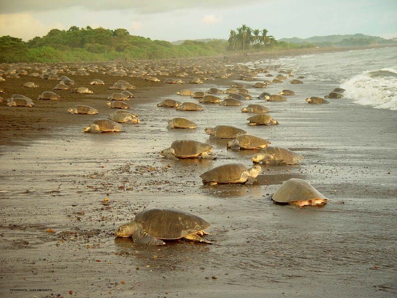 Maak een echt natuurwonder mee met de komst van deze zeeschildpadden