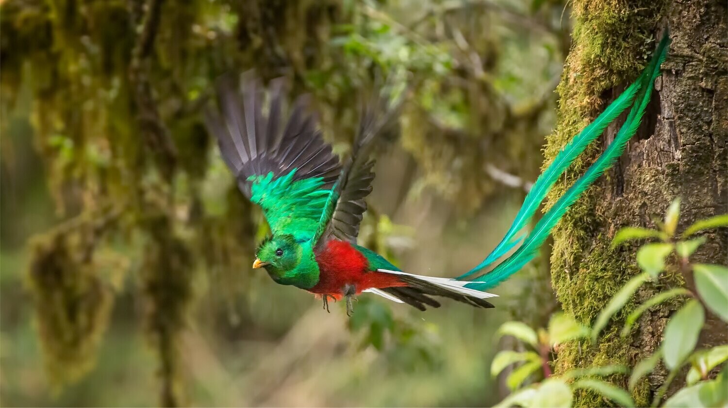 Partez à la découverte de l&#39;oiseau mythique du Guatemala
