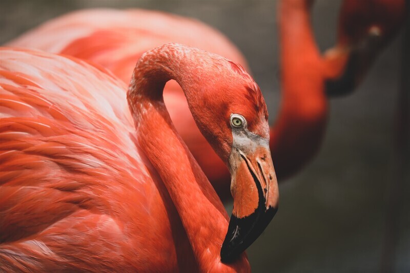 Ontdek een unieke natuurwonder in Rio Lagartos