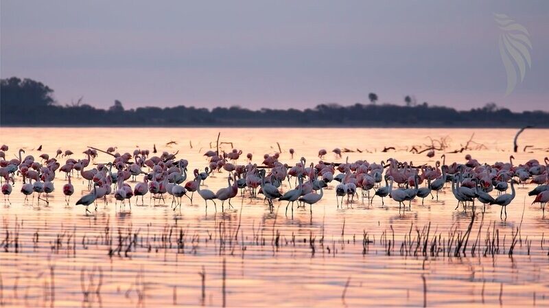 Ontdekt de geschiedenis en de landschappen van de Ansenuza Nationaal Park