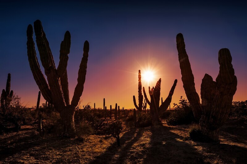 Mexico, de Schatten van Baja California (vluchten niet inbegrepen !)