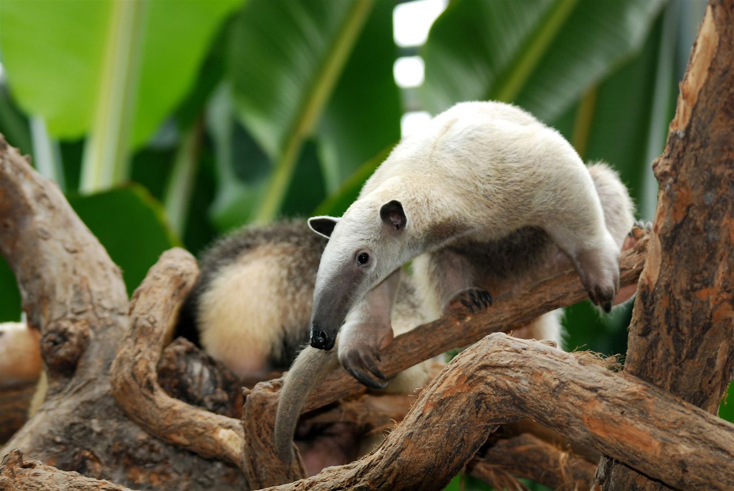 Costa Rica, les Essentiels du Costa Rica