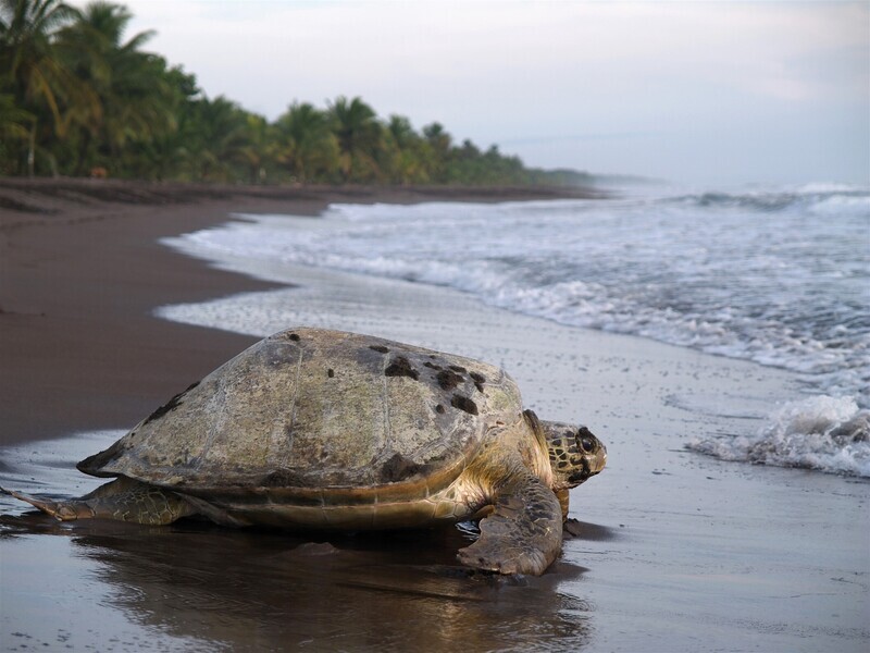 Costa Rica, Pura Vida