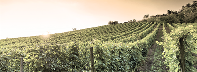 Französischer Weißwein