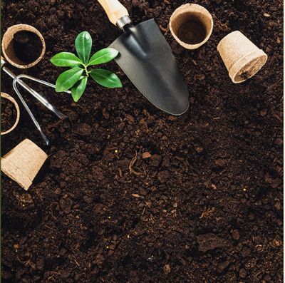 Common Garden Problems