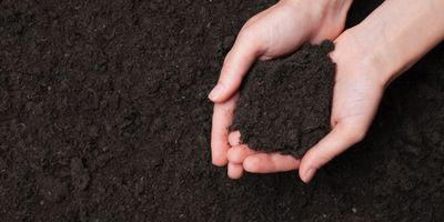 Guide to the Best Soil