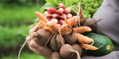 How to Start a Vegetable Garden in Calgary?