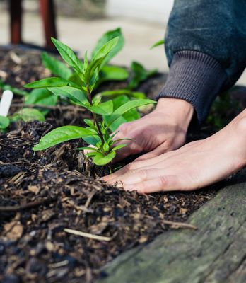 Replace Your Lawn With a Garden
