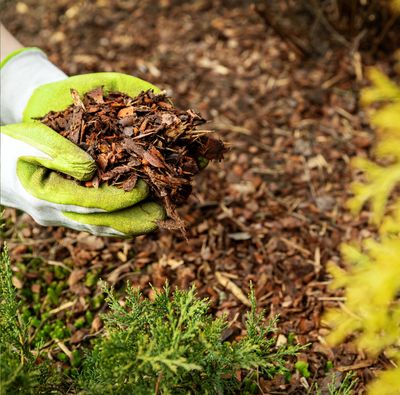 Protect Your Garden with Mulch
