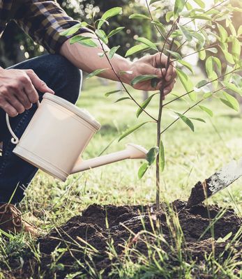 Tree Planting in Calgary