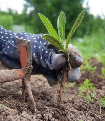 Prevent Weeds With Landscape Fabric