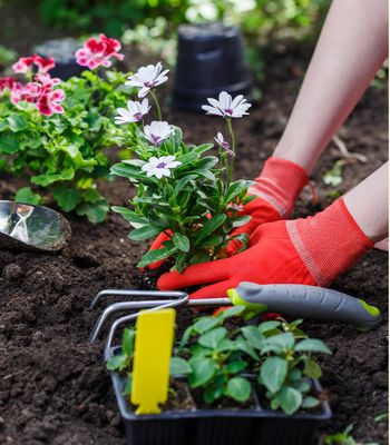 Design The Perfect Flower Bed
