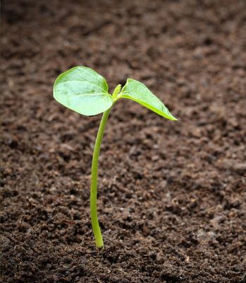 Calgary Soil Tips