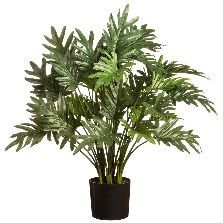 29.5&quot; Selloum Philo Plant