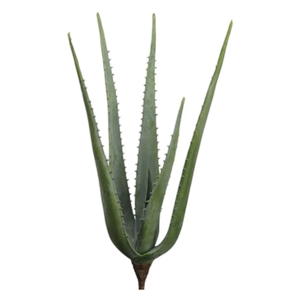 30&quot; Agave GR