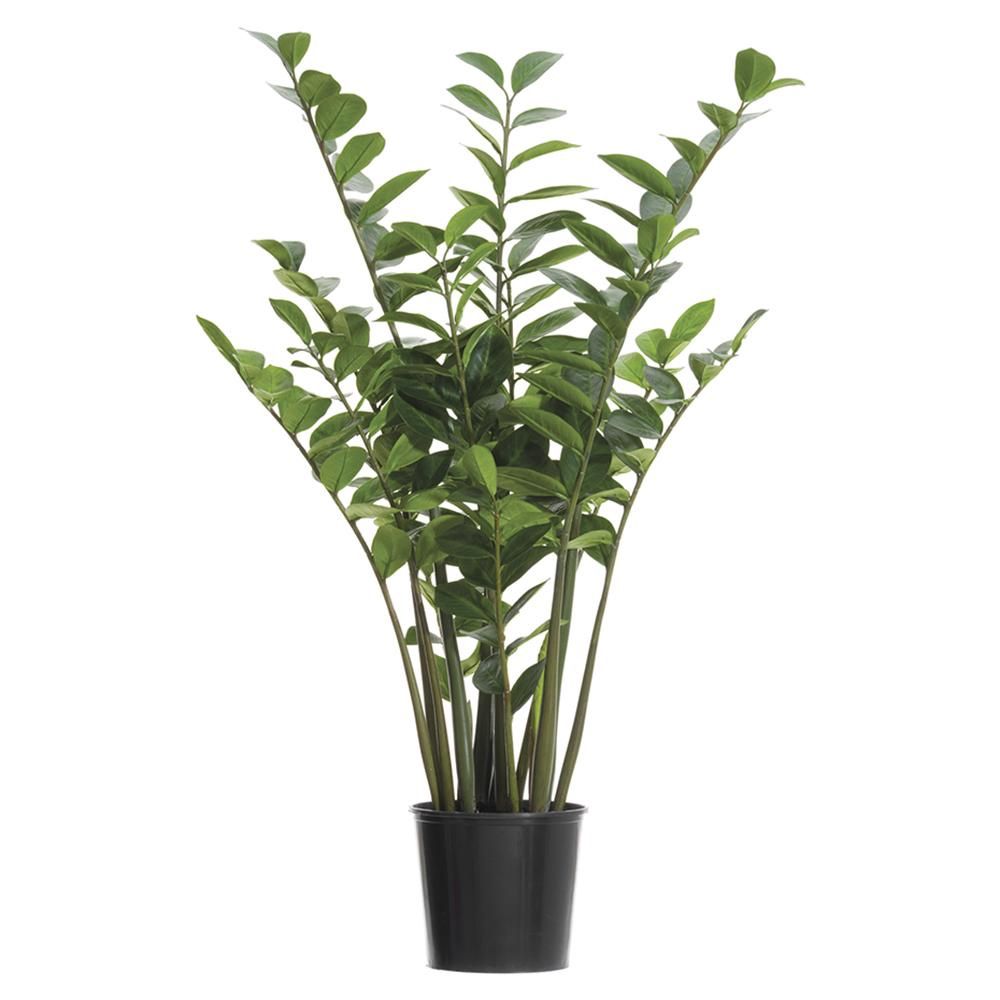 4&#39; Zamioculcas Zamiifolia Plant in Plastic Pot Green