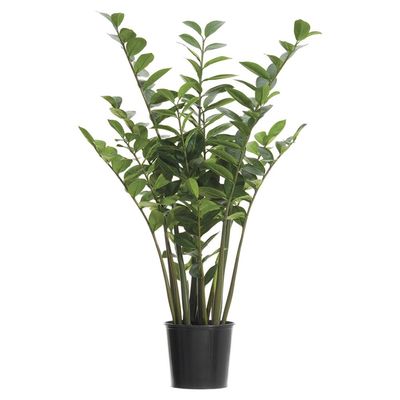4&#39; Zamioculcas Zamiifolia Plant in Plastic Pot Green