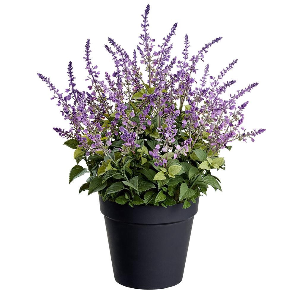 30&quot; Lavender in Plastic Pot  Lavender
