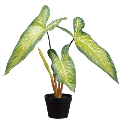 Alocasia Plant in Plastic Pot Green
