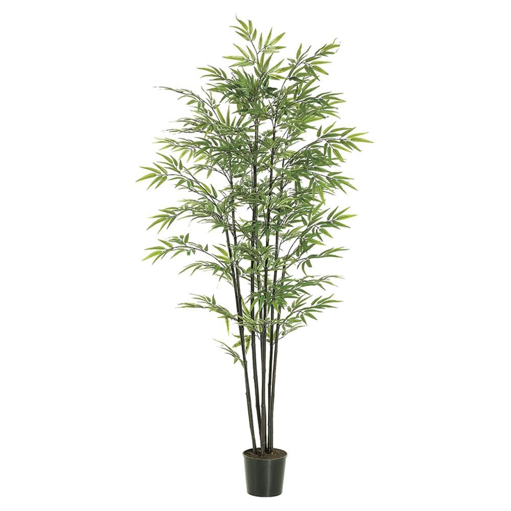 6&#39; Black Bamboo Tree x7