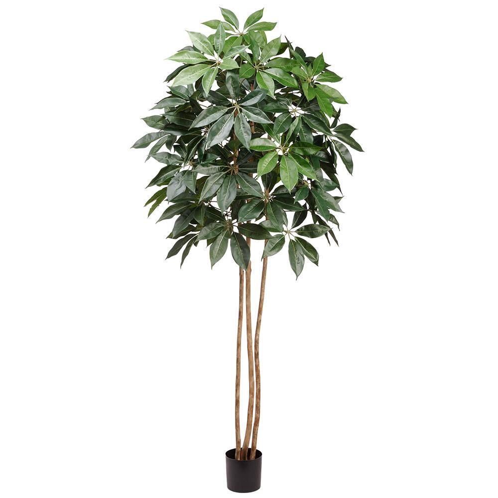 8&#39; Schefflera Tree
