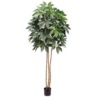 8&#39; Schefflera Tree