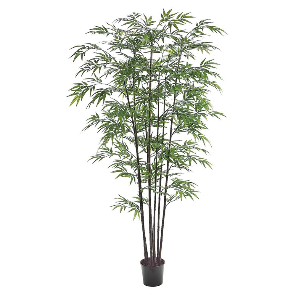 7&#39; Black Bamboo Tree x8