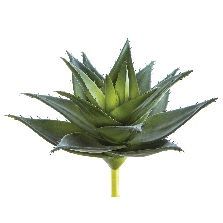 8.5&quot; RT Agave Plant GR