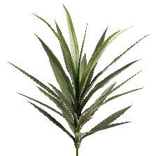 Yucca Plant 24L GR