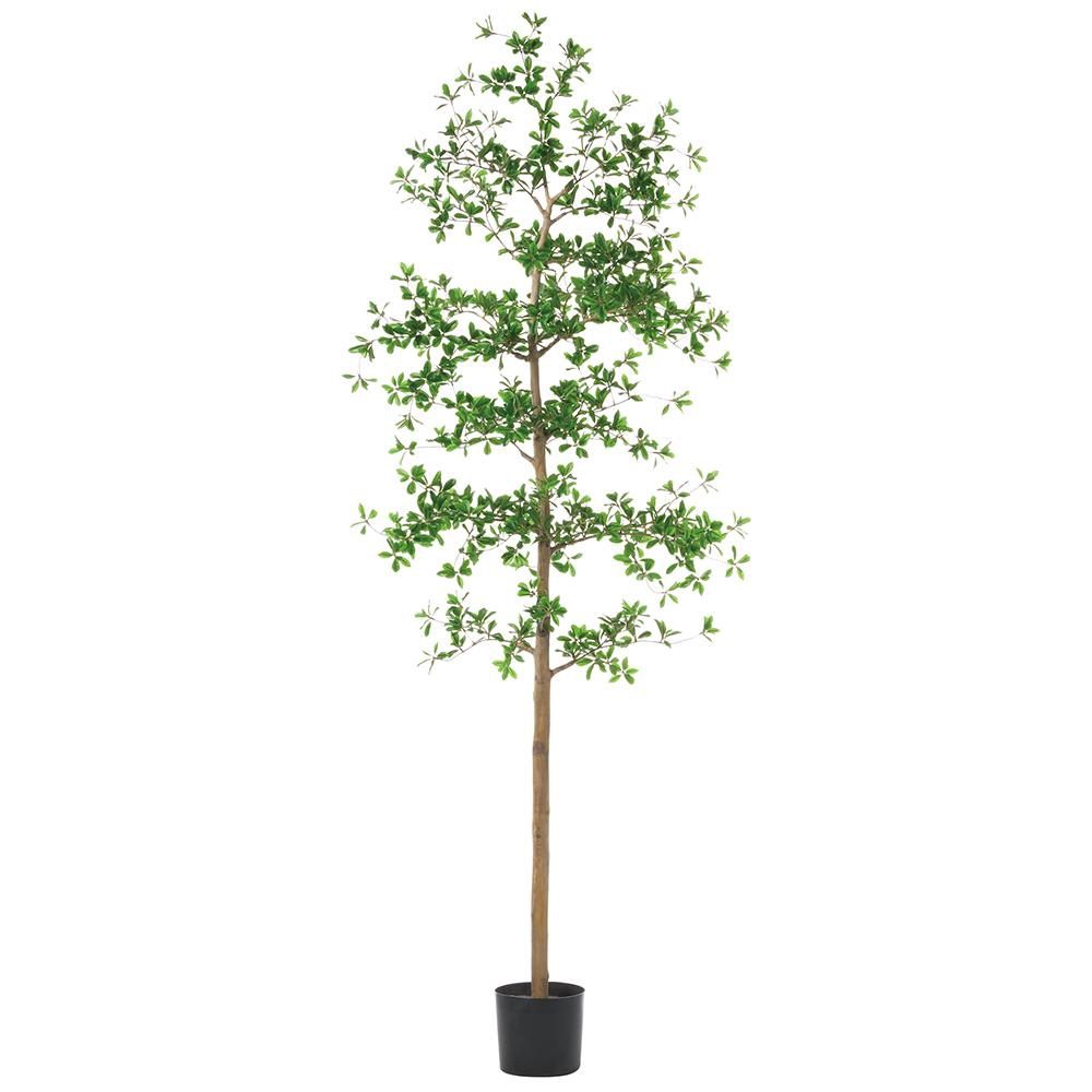 7&#39; Shady Lady Tree