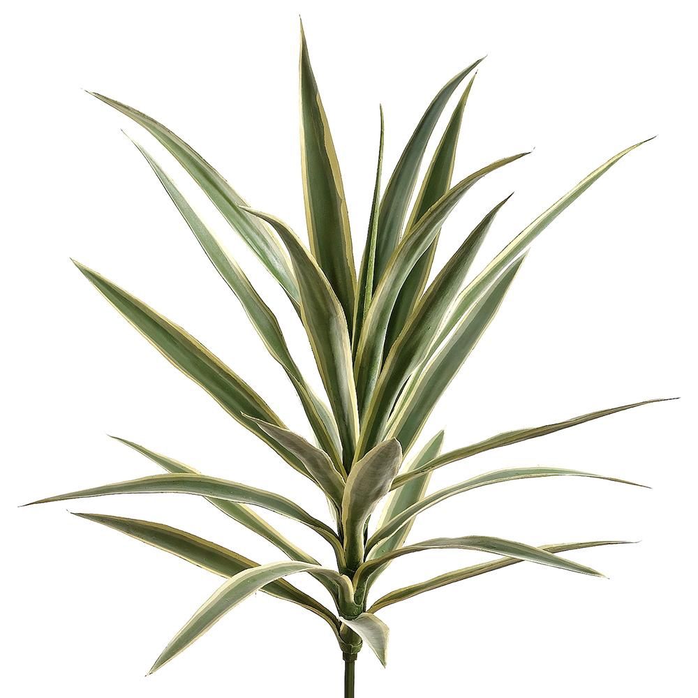 27&quot; Yucca Plant with 24 Leaves  Variegated
