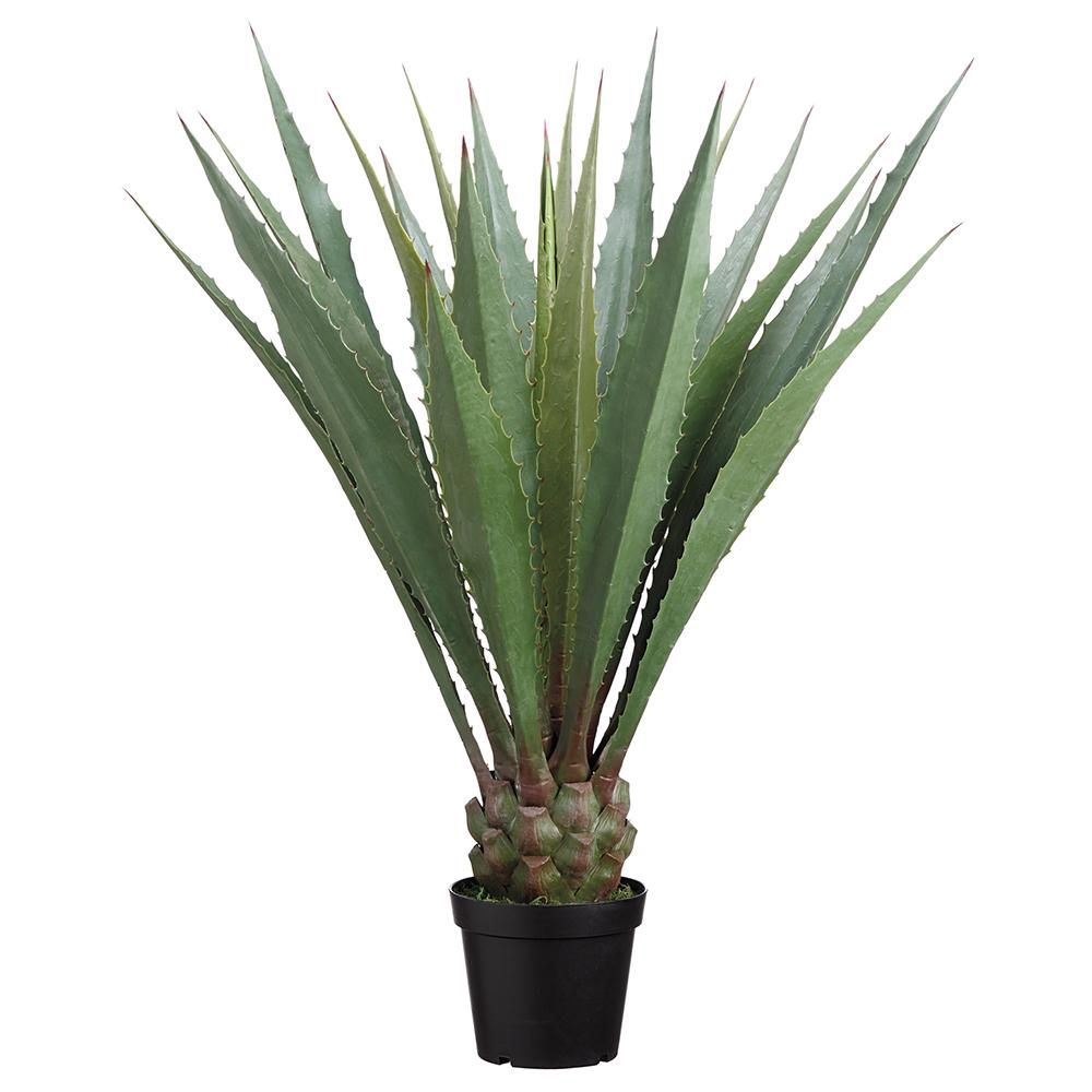 48&quot; Agave Americana in Pot  Green