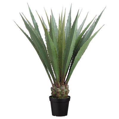 48&quot; Agave Americana in Pot  Green