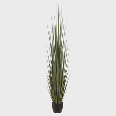 86&quot; Reed Grass in Pot GR