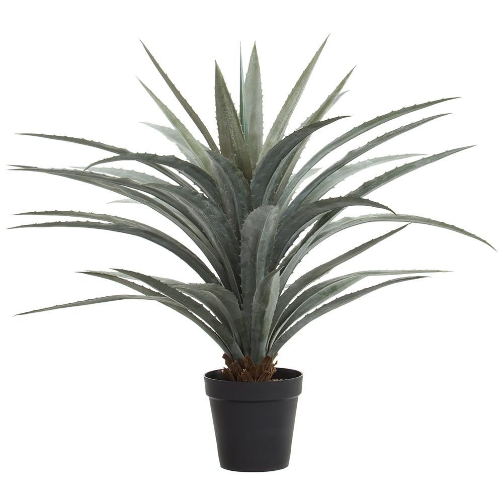 48&quot; Agave Plant