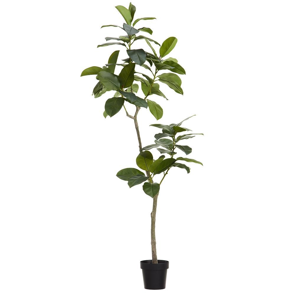 70.5&quot; Ficus Altissima Tree