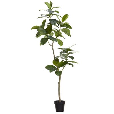 70.5&quot; Ficus Altissima Tree