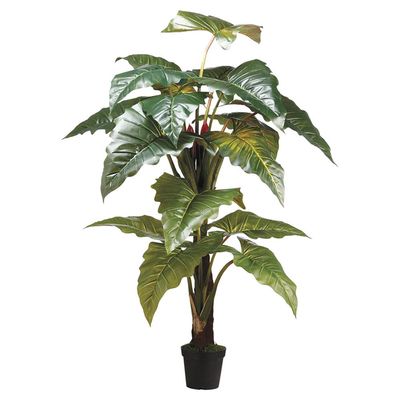 78&quot; Philodendron Red Prince x2