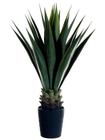 41&quot; Sisal Plant