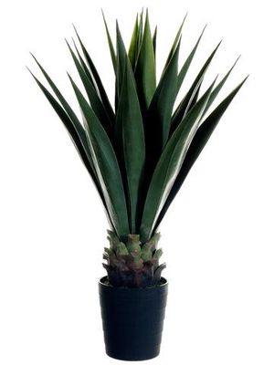 41&quot; Sisal Plant