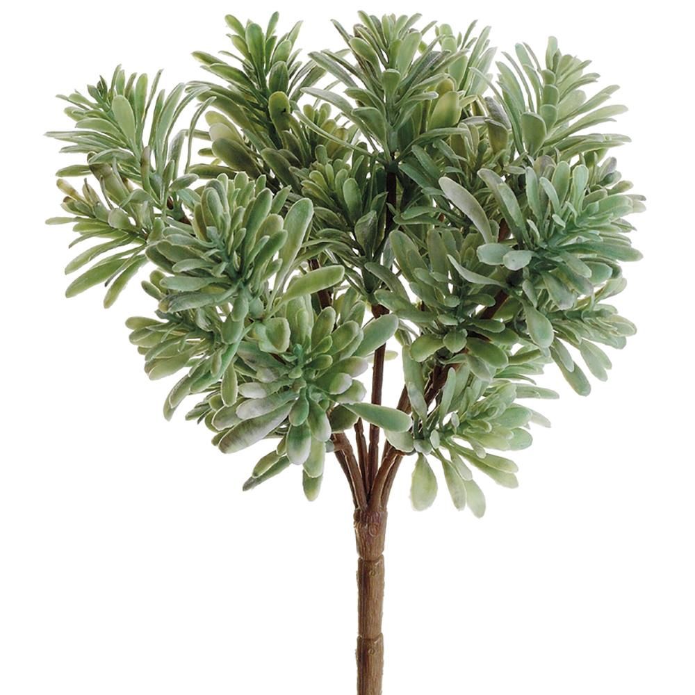 7&quot; Jade Plant  Light Green