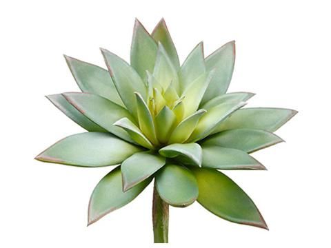 9&quot;Hx7&quot;D Echeveria Pick  Green Gray